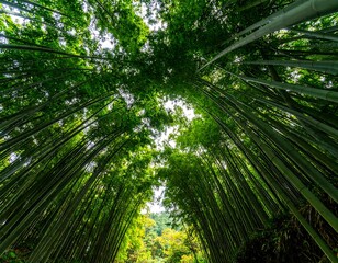 Lush bamboo forest canopy