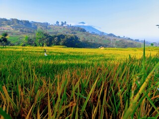 Golden rice paddy field with a mountain backdrop on a clear morning.