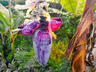 Close-up view of a vibrant purple banana blossom hanging from a plant.