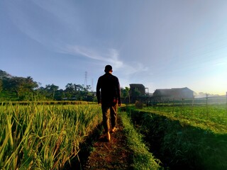 A person walks along a path through a vibrant green field under a clear blue sky.