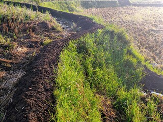 Vibrant green grass growing alongside dark, rich soil in a terraced agricultural field under natural light, showcasing rural landscape.