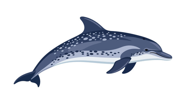 Spotted dolphin illustration showcasing detailed markings against a clean white backdrop enhancing clarity and focus for educational or design