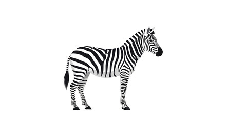 Fototapeta premium Striking zebra standing against a pristine backdrop, showcasing its unique monochrome stripes and elegant form in a captivating composition