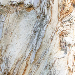 Close-up of pale tree bark with beige and tan streaks, rough texture, knots, and peeling layers....