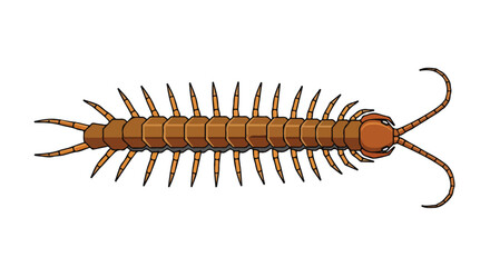 Obraz premium Digitally rendered centipede illustration with segmented body and numerous legs displayed against a pristine white backdrop