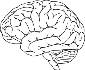 Anatomical Brain Line Art Cerebral Cortex & Neural Anatomy