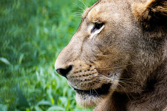 A close view of a lion with aggressive eyes