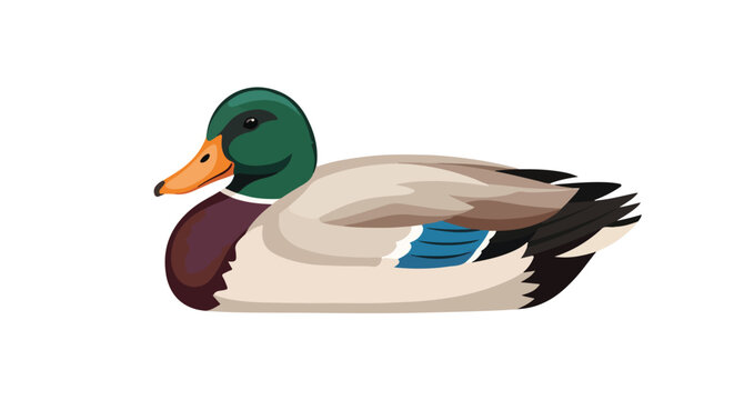 Detailed vector illustration portraying a male mallard duck swimming in a pond reflecting the vibrant nature and wildlife represented in a modern