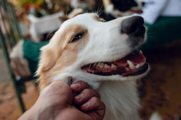 Close up of a happy dog receiving a gentle pet on the chin enjoying a moment of affection and companionship with its human friend in a relaxed home setting	