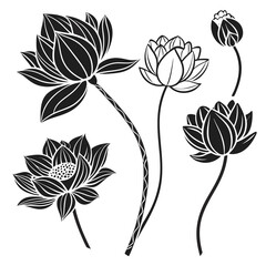 Black Silhouette Lotus Flowers and Buds on White Background