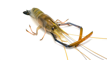 Fresh river prawns isolated on white background. Big freshwater prawns. River prawns for cooking.