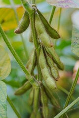 Soybeans, yellow beans, and green beans