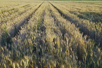 Wheat in the fields, green