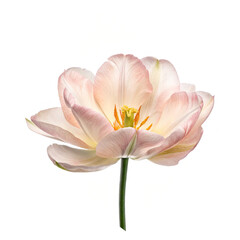 Obraz premium pink water lily