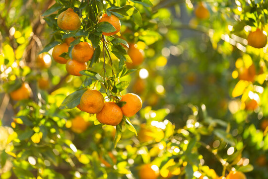 fresh mandarins growing in citrus tree in farm fruit orchard
