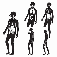 Human Body Silhouettes Showing Digestive and Nervous Systems