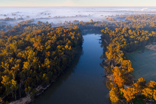 Aerial view of fog over a forest of gum trees alongside side the Murray River at Moama