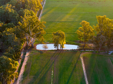 Aerial view of a small farm dam along a fence lined with gum trees at Moama, New South Wales
