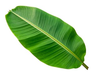 Fototapeta premium Large vibrant green banana leaf