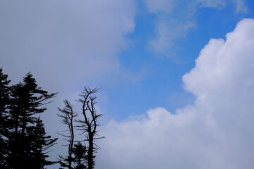 長野県横手山の雲の間の青空と木