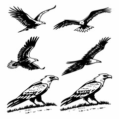 Obraz premium Six Black Silhouette Eagles in Various Poses bird raptor