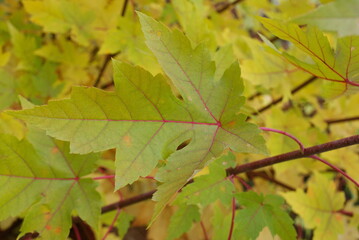 colorful maple autumn leaves