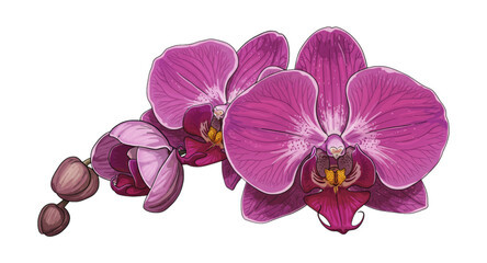 purple orchid isolated on white © Rizky