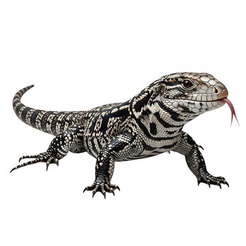 A black and white tegu lizard with its tongue sticking out against a black background in a studio shot