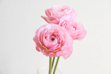 ピンクのラナンキュラス