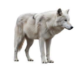 A majestic arctic wolf standing alert with its white fur against a dark background looking rightward