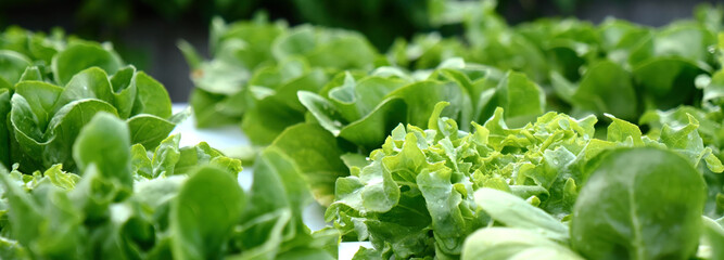 Banner fresh green organic hydroponic vegetable plantation produce salad hydroponic farm. Panorama Green oak lettuce salad in Organic Farm. Salad farm vegetable green oak lettuce with copy space