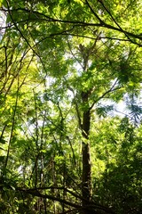 Fototapeta premium Green leaved acacia decurrens plant that grows well with one of the functions is to improve soil construction and fertility in volcanic mountain areas like at Merapi mountain at Yogyakarta, Indonesia