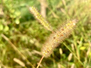 A close-up shot of delicate wild grass softly illuminated by natural light and the image captures a feeling of purity, tranquility, and natural beauty.