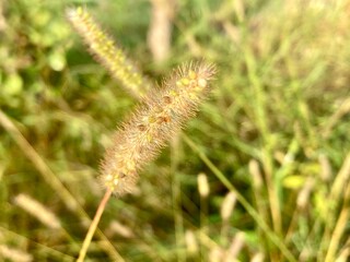 Close-up captures intricate details of a delicate seed head, exhibiting its soft textures, earthy tones, and natural beauty with a bright highlight.