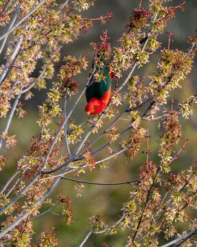 A male king parrot (Alisterus scapularis) feeding on seeds of a Canadian maple tree