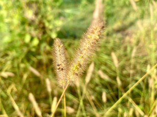 intricate texture and golden hues of a foxtail plant in a sunlit field