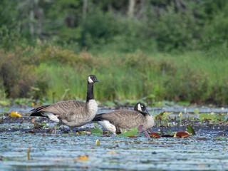 A couple of Canada geese resting on the edge of a lake