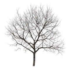 Fototapeta premium Bare tree with visible branches and no leaves on transparent background