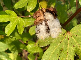 The delicate cotton boll showcases nature's exquisite details, blooming amidst vibrant green leaves under sunlight, highlighting the beauty of natural fiber production.