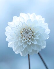 Beautiful White Dahlia Flower Closeup.