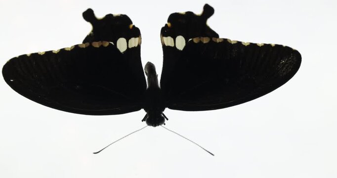 Elegant Black Butterfly Captured in Studio