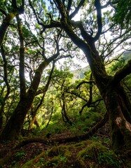 Obraz premium Lush forest canopy. Sunlight filtering through trees