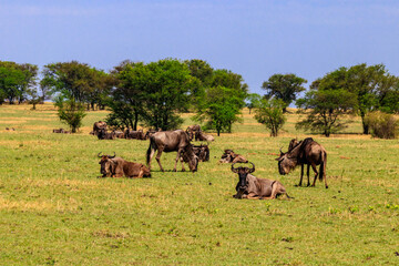 Herd of blue wildebeest (Connochaetes taurinus) in savannah in Serengeti national park in Tanzania. Great migration