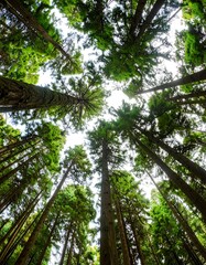 Obraz premium Lush forest canopy viewed from below