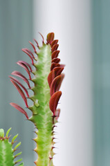 Euphorbia or Euphorbia mayurnathanii ,Euphorbia lactea or Euphorbia lacei Craib