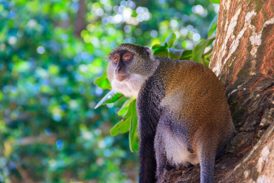 Sykes' monkey (Cercopithecus albogularis), also known as the white-throated monkey or Samango monkey sitting on a tree in Jozani forest on Zanzibar, Tanzania