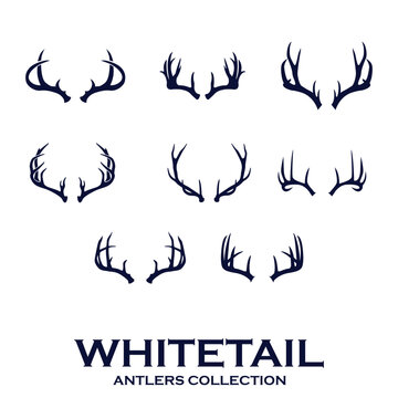 Whitetail Deer antlers collection of deer horns vector illustration