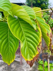 green leaves of a tree