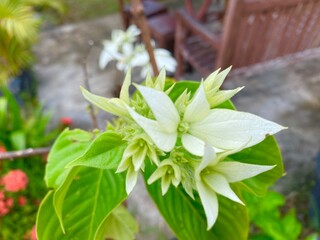 spring flowers in the garden