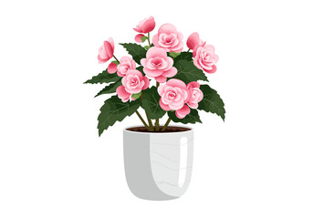 Vibrant Pink Begonia Flowers in a Modern White Pot.